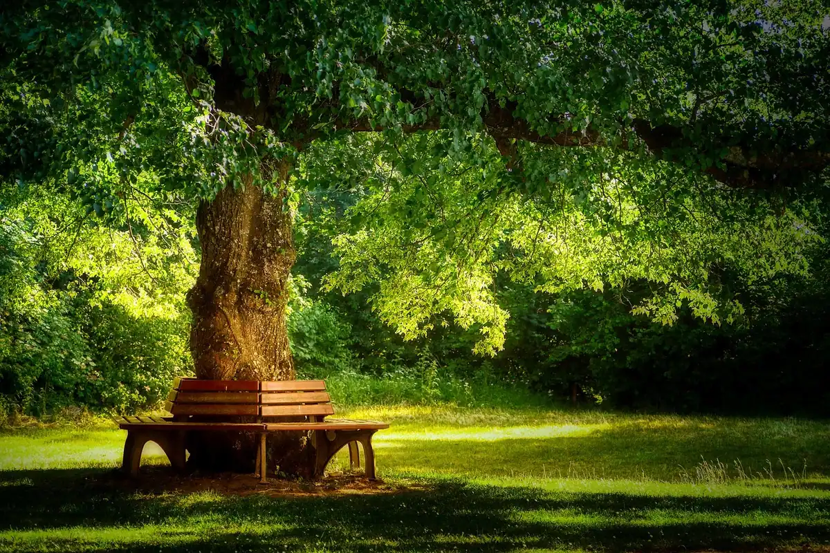 Bancă de parc la umbra copacilor în timpul verii, loc de odihnă ferit de soarele puternic