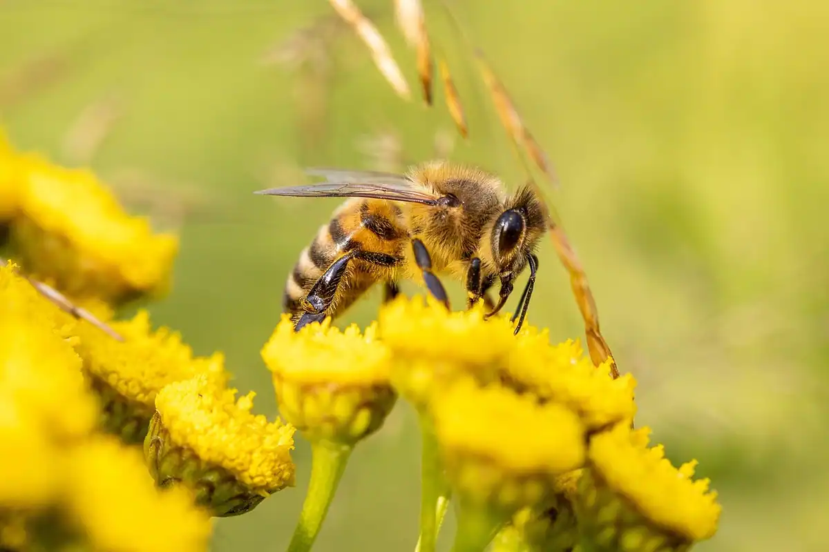 Pajiște cu flori sălbatice și albine în timpul verii, loc unde apar înțepăturile de insecte