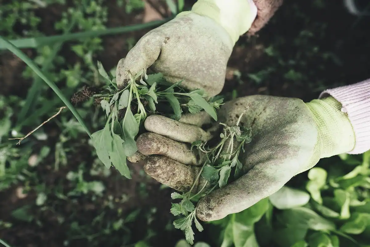 Mâini cu mănuși de grădinărit care țin un mănunchi de plante