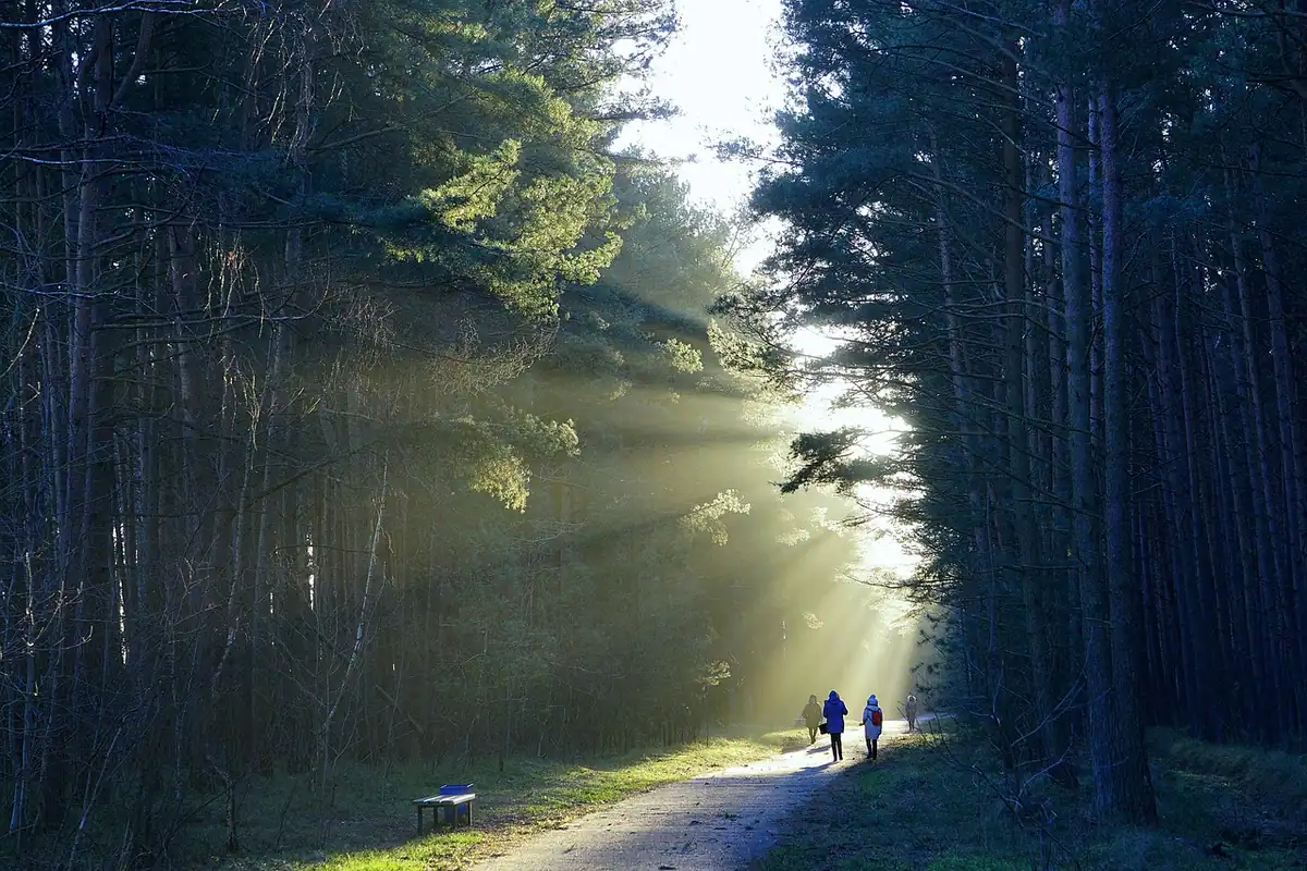 Doi oameni care se plimbă pe o potecă din pădure, străbătută de raze de soare