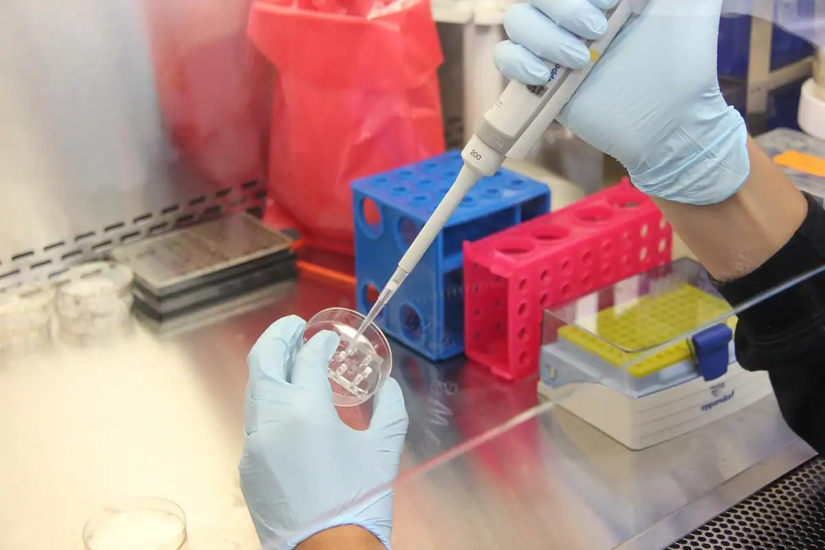 Cercetător cu mănuși care folosește o pipetă lângă stative colorate de eprubete