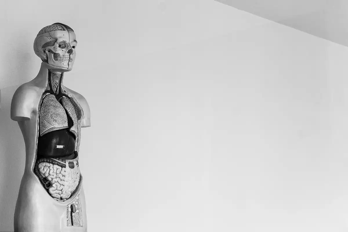 Model anatomic al ficatului pe un birou, organul vizat de vaccinul împotriva hepatitei B
